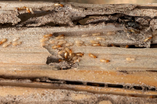 Trusted Hood River, OR Pest Control Experts