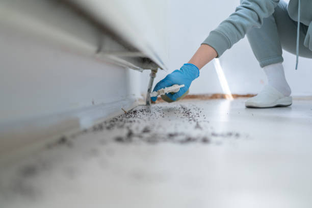 Best Termite Control Services  in Hood River, OR